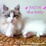 Faith the kitty