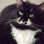 Sylvester the Tuxedo Cat