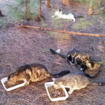 Forest crew eating breakfast, feral cats