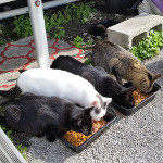Peacefully having lunch, feral cats